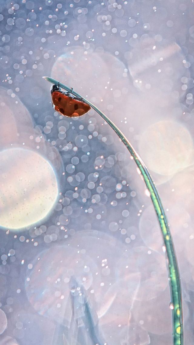 640x1136 Close up Ladybug -  iPhone Wallpaper