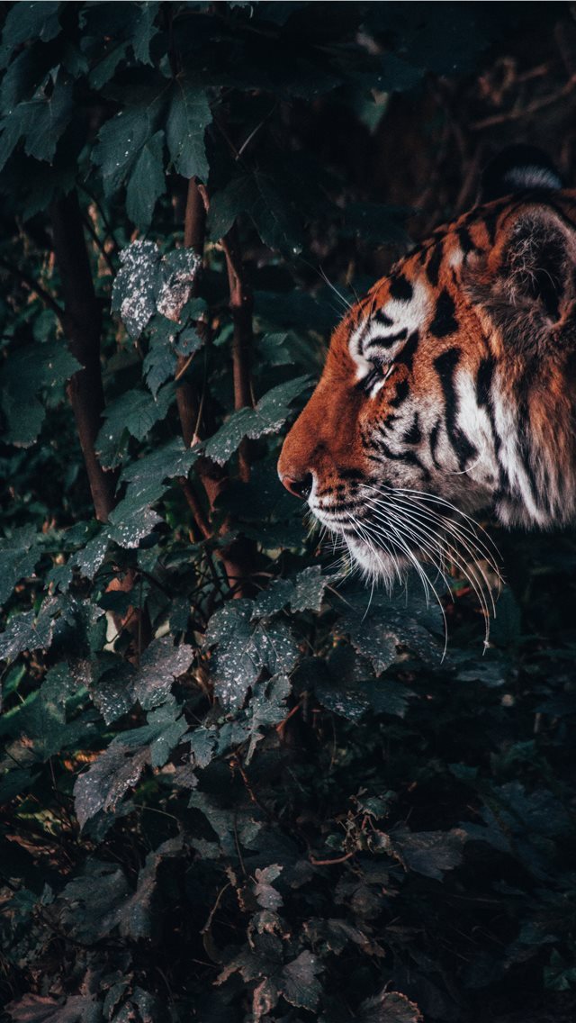 640x1136 The beast in the jungle - nuremberg zoo iPhone Wallpaper