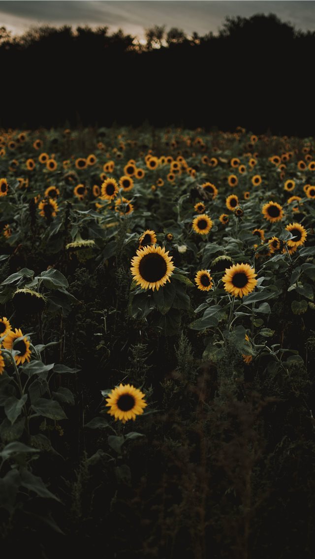 640x1136 The road to freedom is bordered with sunflowers  - sunflower iPhone Wallpaper