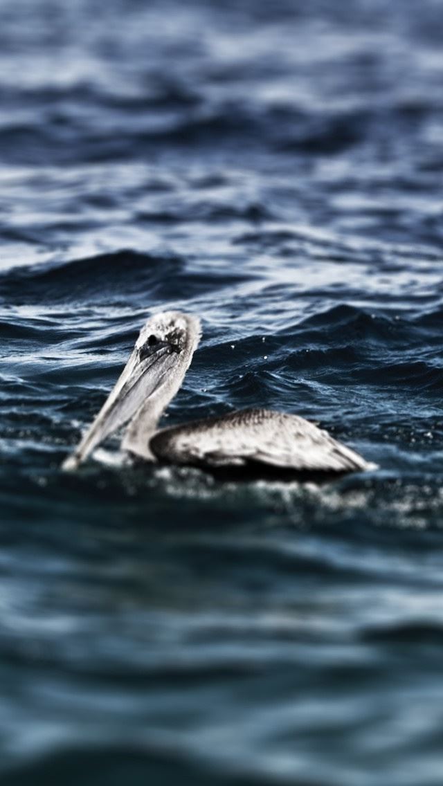 640x1136 White Pelicans -  iPhone Wallpaper