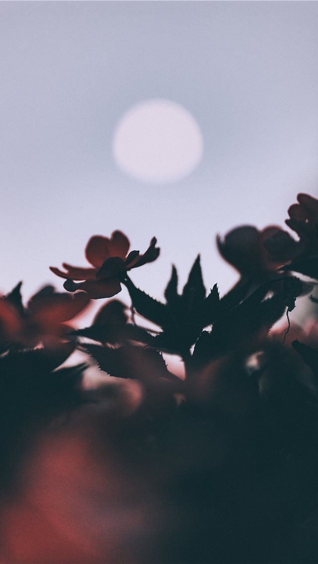 640x1136 Oleander and moon - italy iPhone Wallpaper