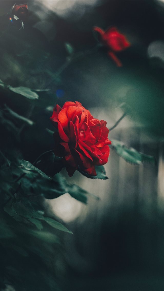 640x1136 Serbia - serbia iPhone Wallpaper