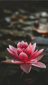 Om Mani Padme Hum wallpaper