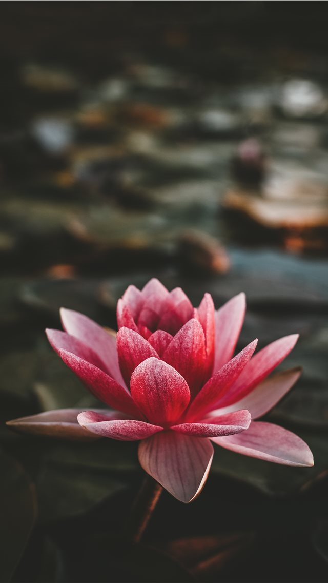 640x1136 Om Mani Padme Hum - iphone background iPhone Wallpaper