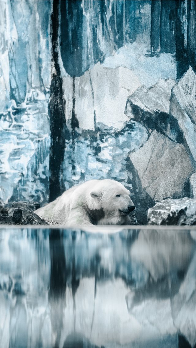 640x1136 Wild days - wildanimal iPhone Wallpaper