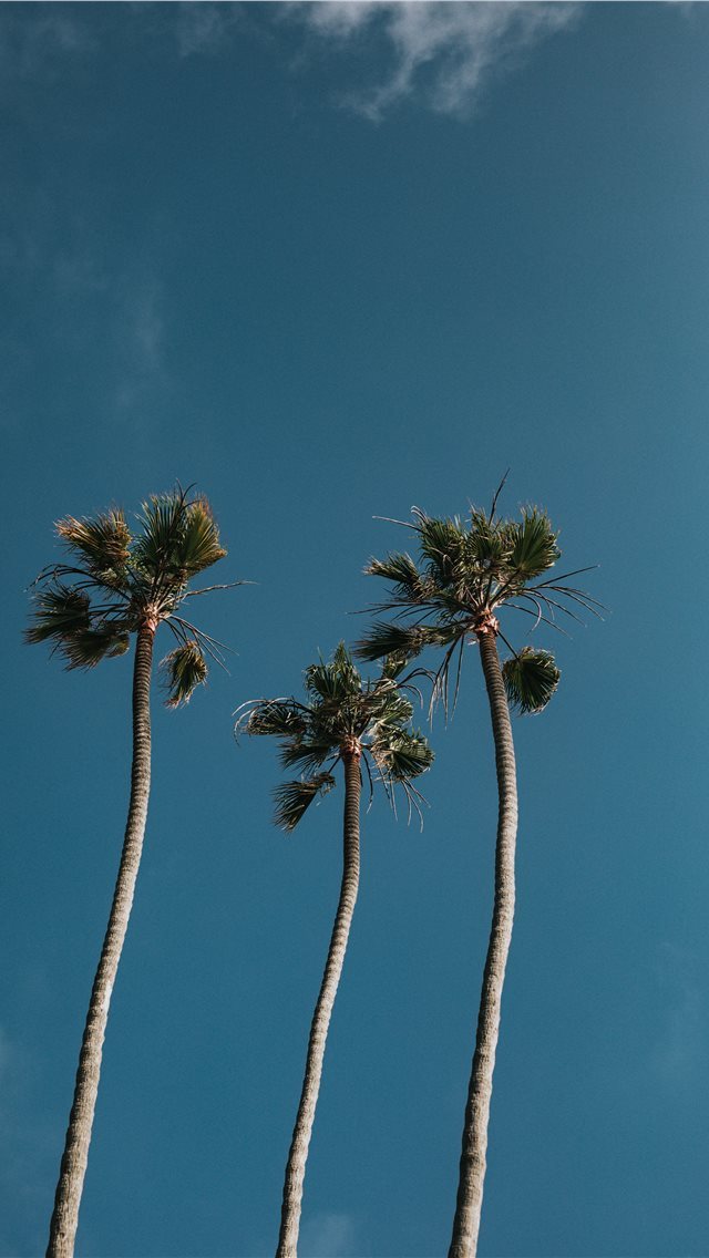 640x1136 Palm Tree Trio - san clemente iPhone Wallpaper
