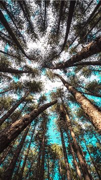 Looking up wallpaper