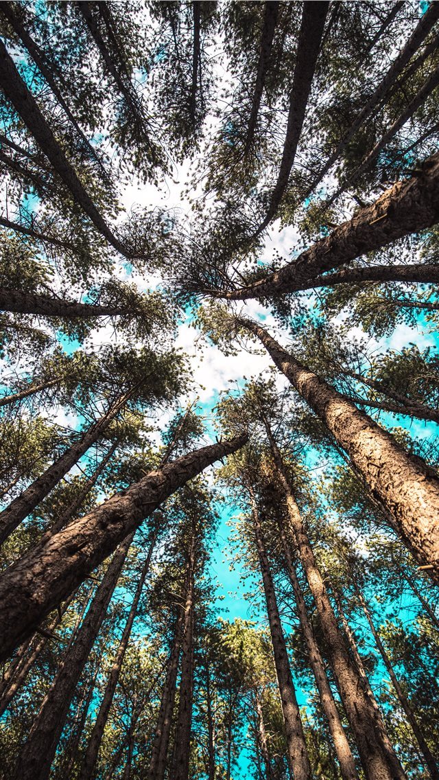 640x1136 Looking up - explore iPhone Wallpaper