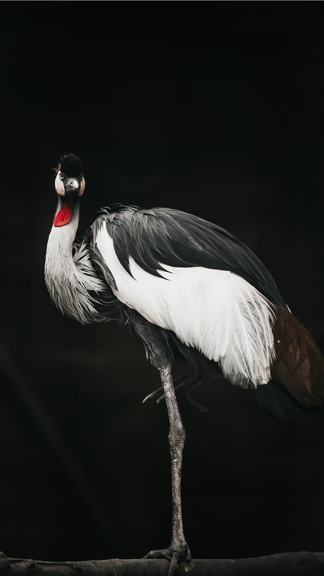 640x1136 Touch of red - instagram iPhone Wallpaper