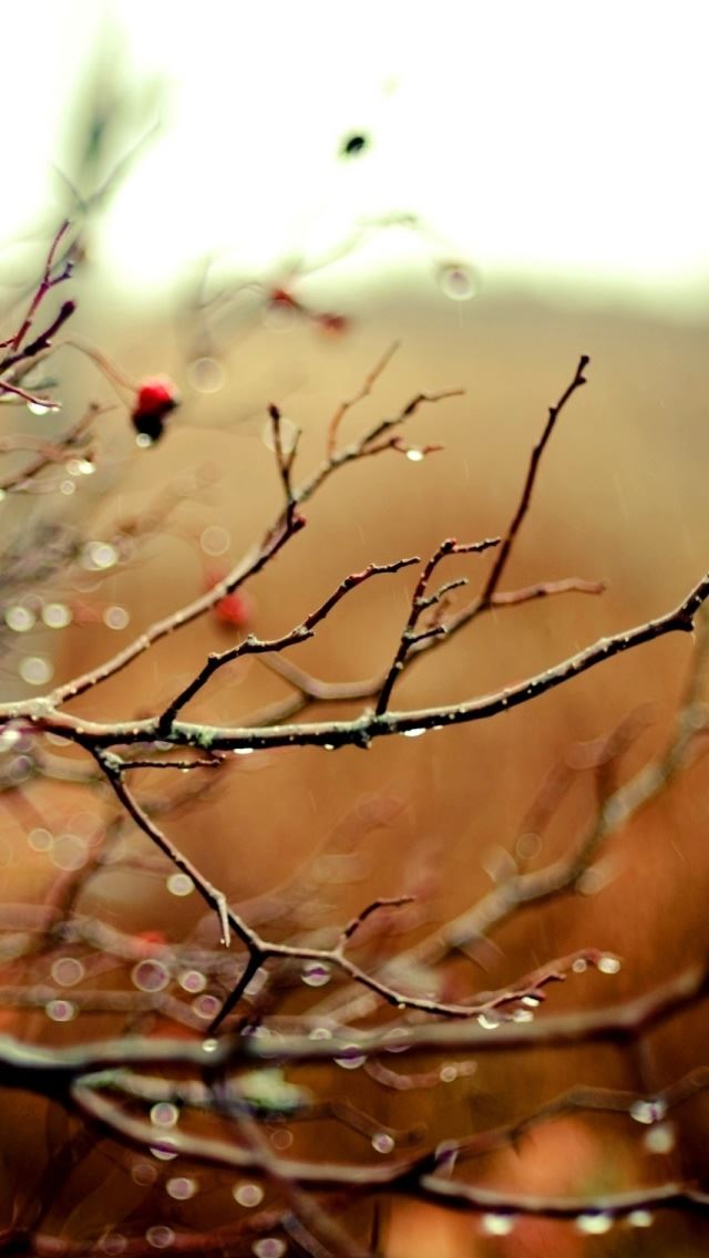 640x1136 Wet Branches - sunshine iPhone Wallpaper