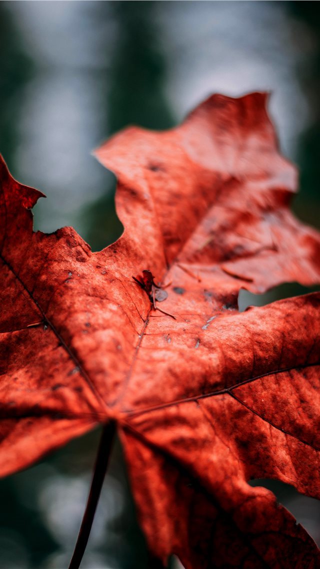 640x1136 leaf - leaf iPhone Wallpaper