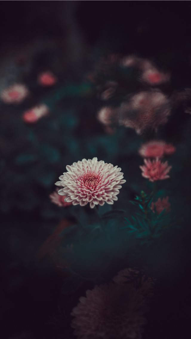640x1136 close up - macro iPhone Wallpaper