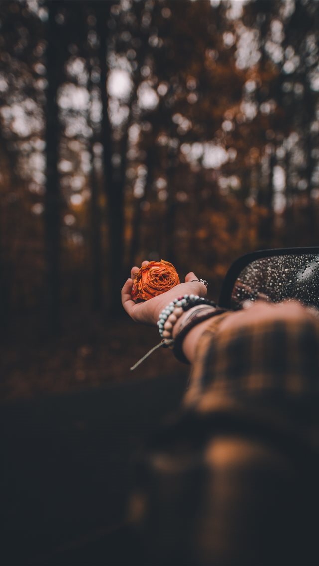640x1136 A Flower for You - rose iPhone Wallpaper