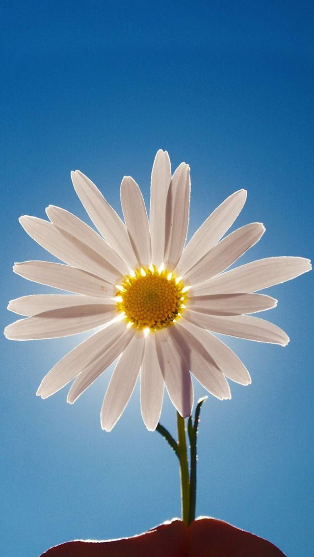 640x1136 Daisy Flower - sunshine iPhone Wallpaper
