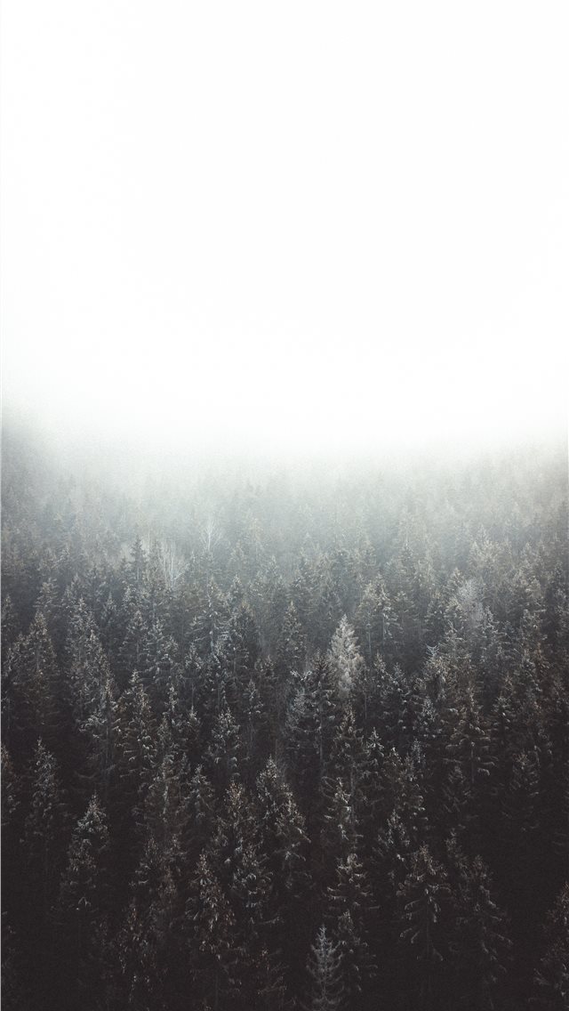 Lost in the woods iPhone wallpaper 