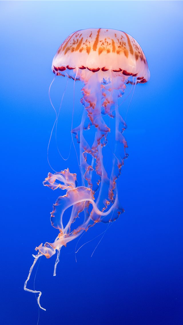 Jellyfish Exotica iPhone wallpaper 