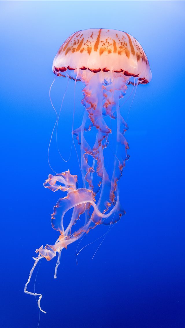 640x1136 Jellyfish Exotica - ca iPhone Wallpaper