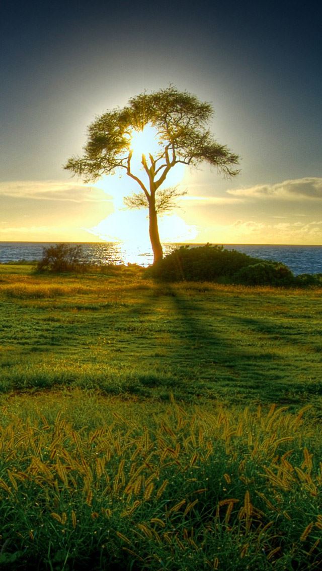 640x1136 Through the Trees To see the Sunrise - sunrise iPhone Wallpaper