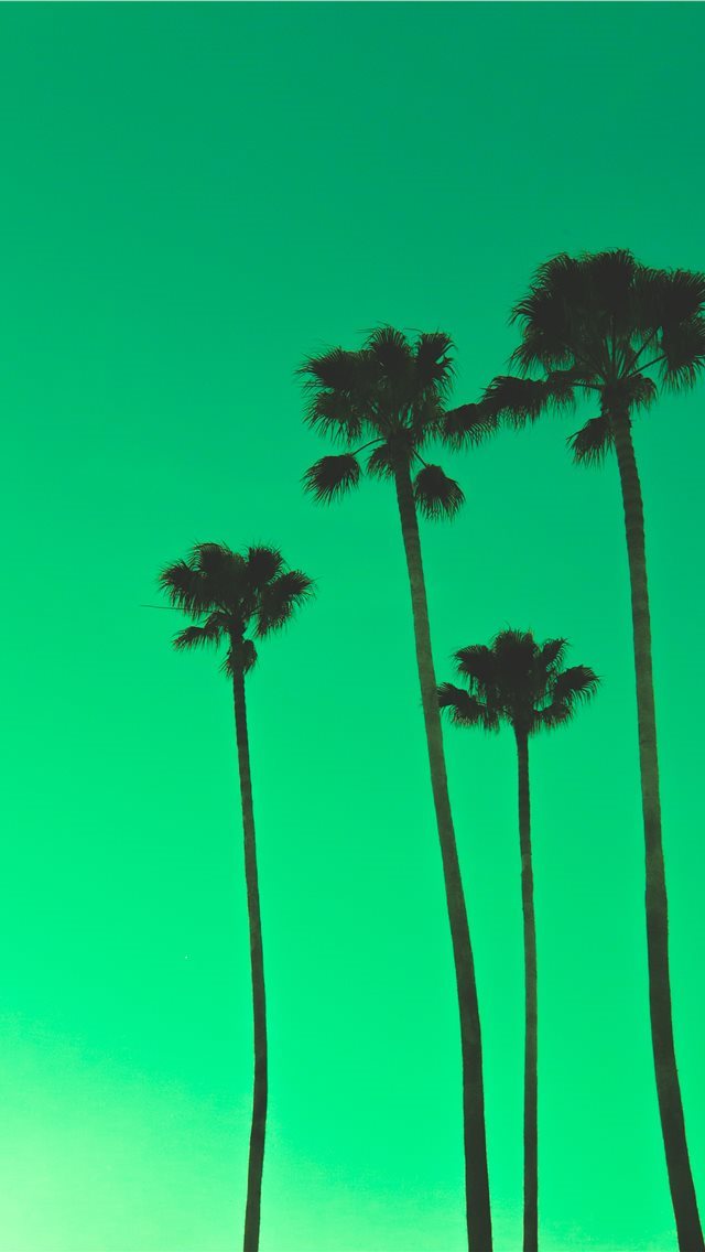 640x1136 four palm trees - palm tree iPhone Wallpaper