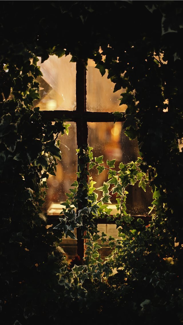 640x1136 Vancouver - window iPhone Wallpaper