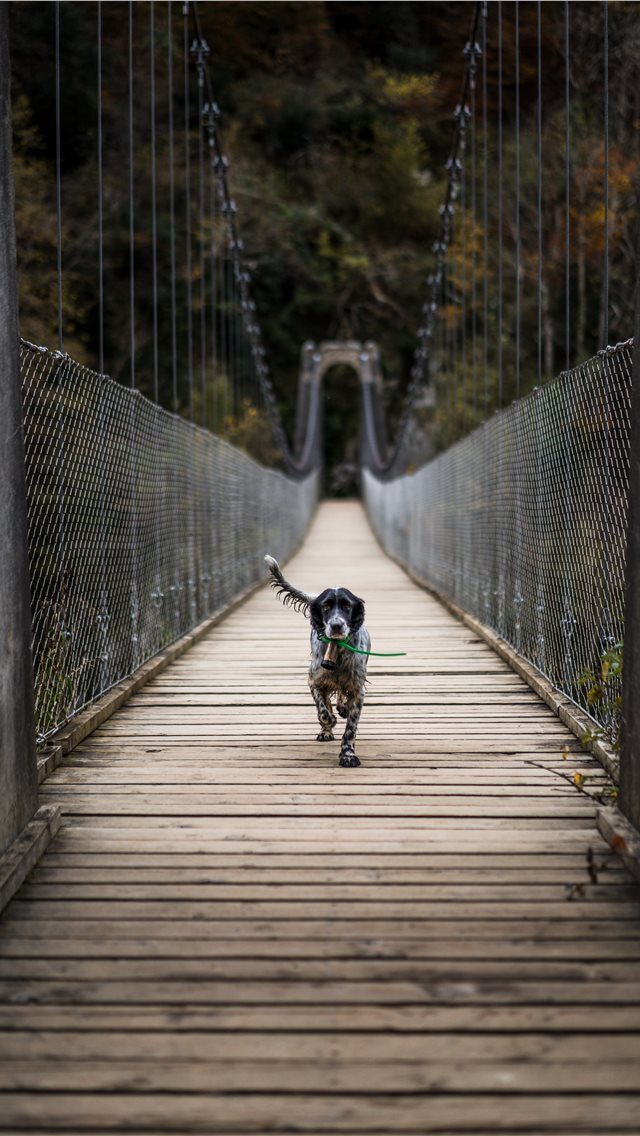 640x1136 Holzarte  France - france iPhone Wallpaper