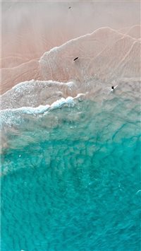 The dog’s dream wallpaper