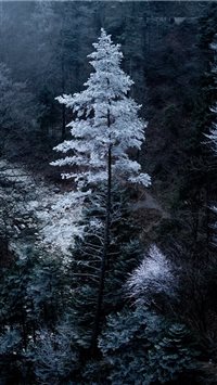 Snowy tree in Bavaria wallpaper