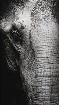 Saved from humanity wallpaper