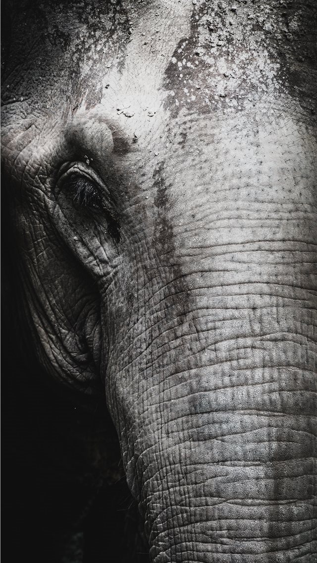 640x1136 Saved from humanity - chiang mai iPhone Wallpaper