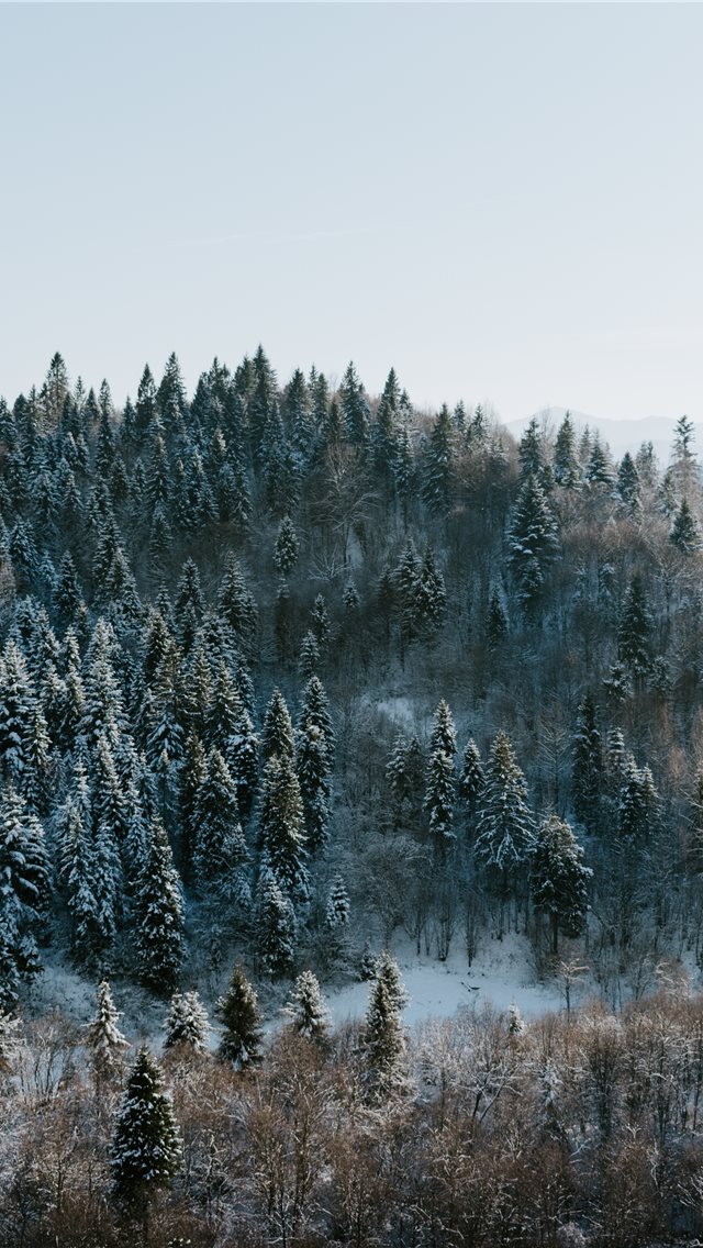 Winter wonderland iPhone wallpaper 