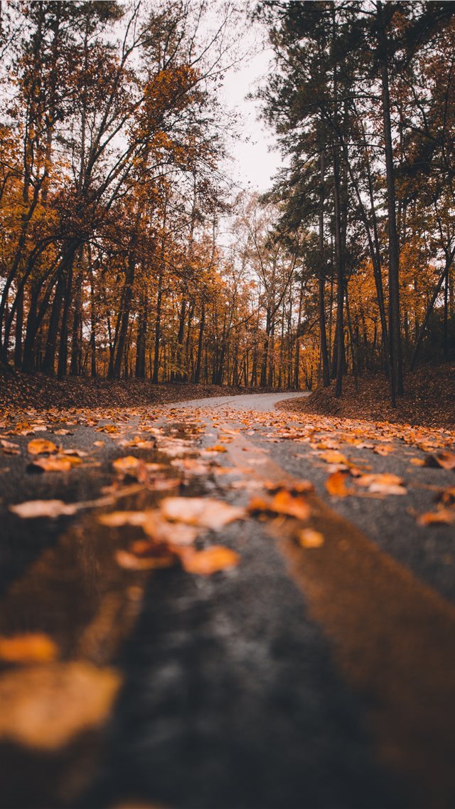 640x1136 Fall is gone - fall iPhone Wallpaper