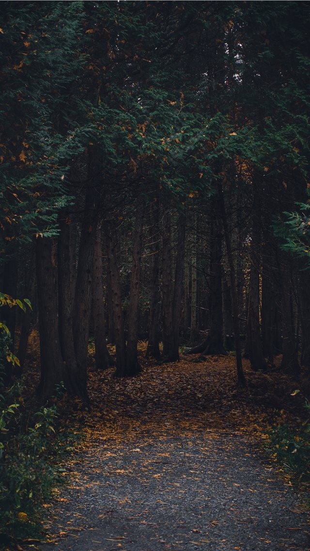 640x1136 Montreal  Canada - canada iPhone Wallpaper