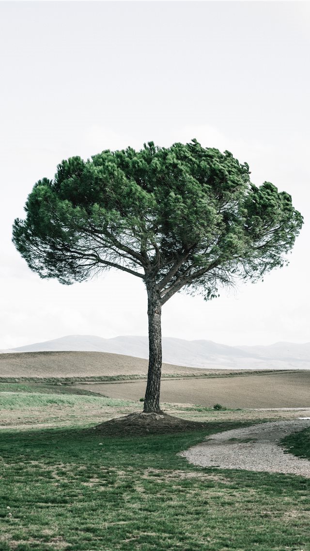 640x1136 Dreamy tree - tuscany iPhone Wallpaper