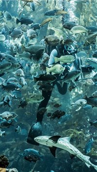 Monterrey Bay Aquarium  Monterrey  CA  United Stat... wallpaper