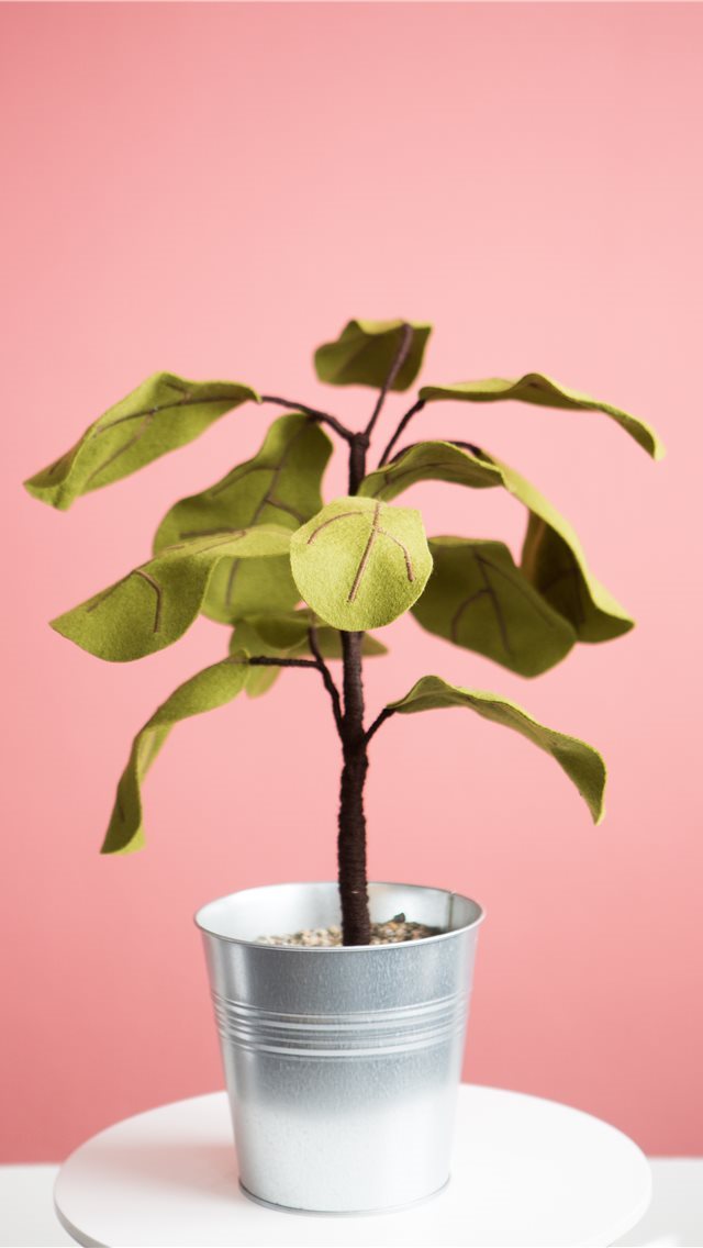 640x1136 Ficus plant from Felt - plant iPhone Wallpaper