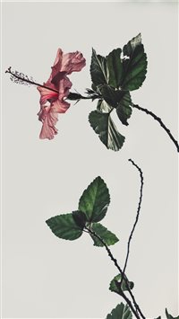 pink Hibiscus rosa sinensis flower on white backgr... wallpaper