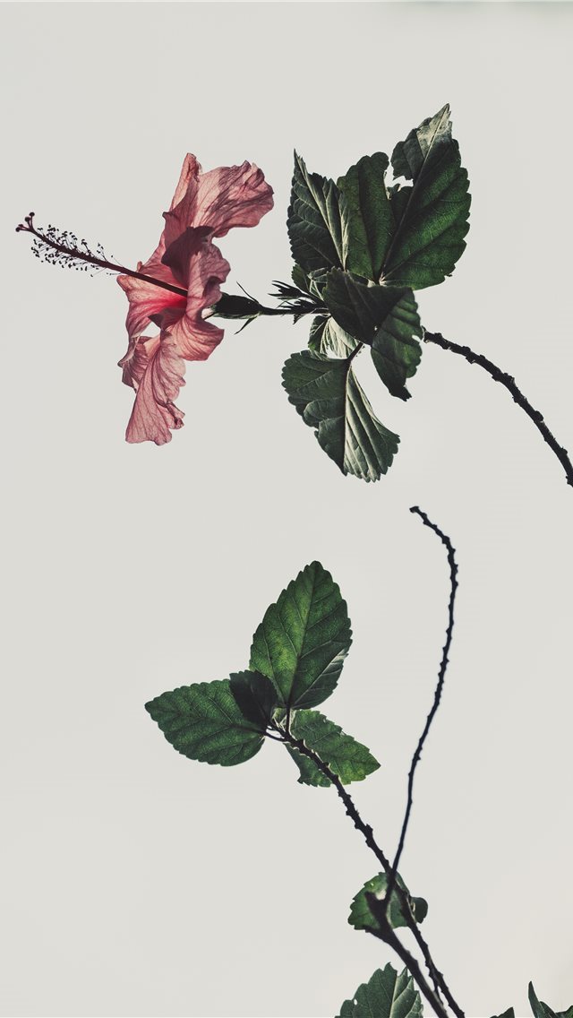 640x1136 pink Hibiscus rosa sinensis flower on white backgr... - roses iPhone Wallpaper