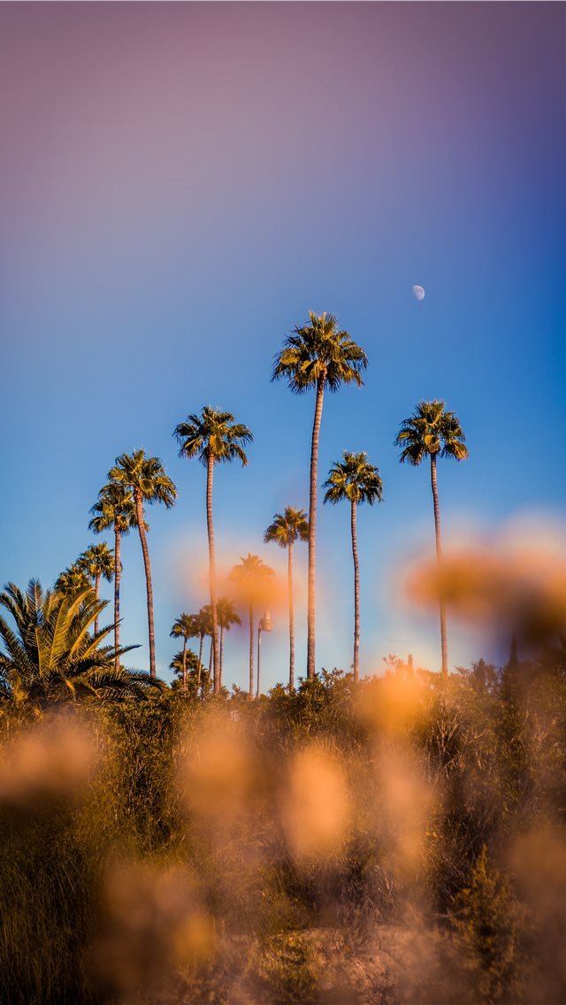 640x1136 Colorful Life - trees iPhone Wallpaper