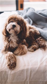 are cavapom puppies lazy