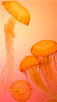 Jellyfish at Shedd Aquarium wallpaper