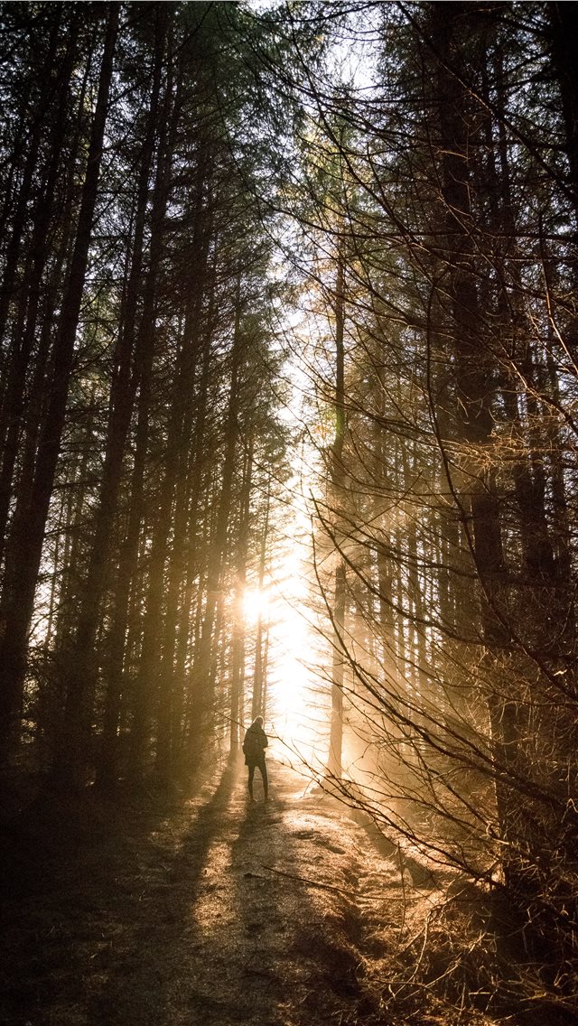 Incredible sunset through the woods iPhone wallpaper 
