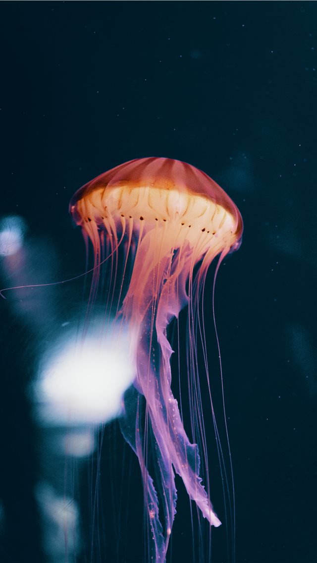 Latest Jellyfish iPhone HD Wallpapers - iLikeWallpaper