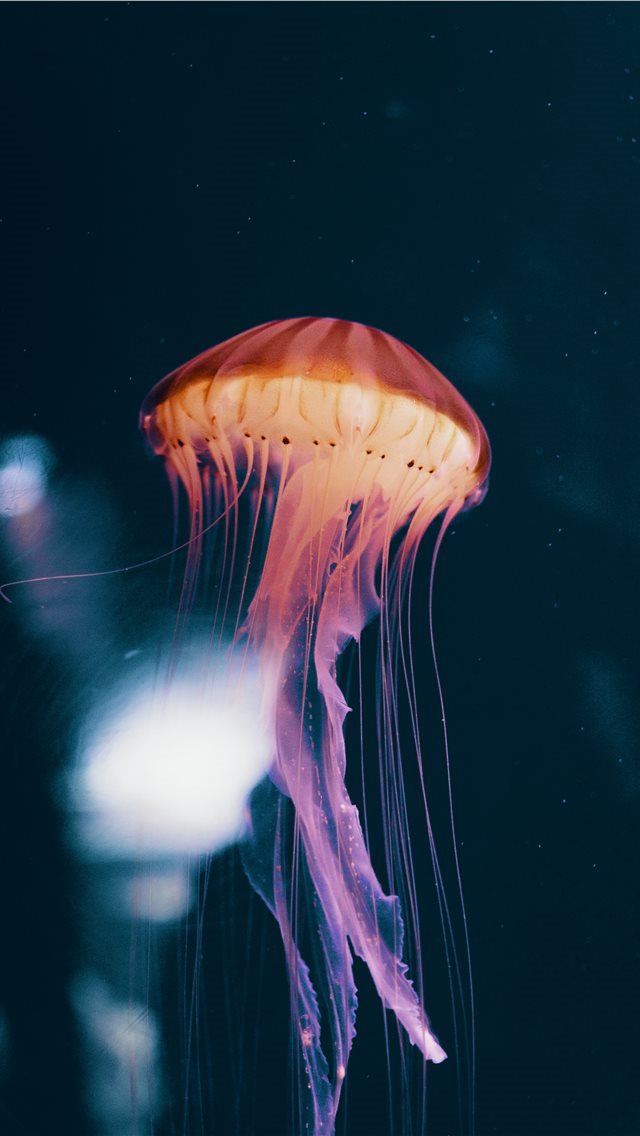 640x1136 Neon Jelly - sea life iPhone Wallpaper