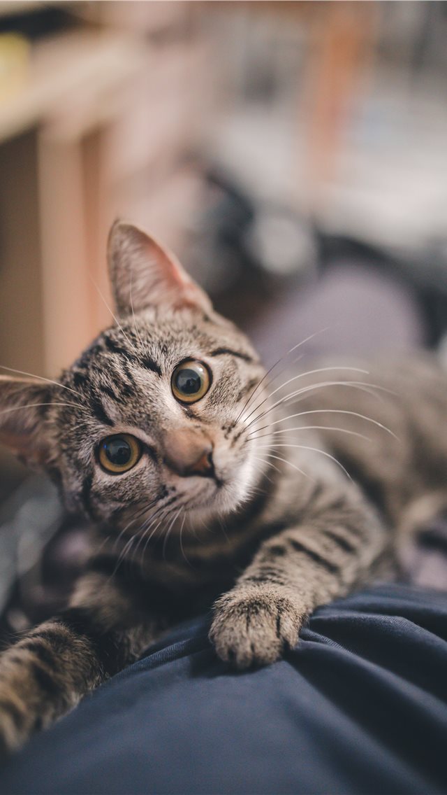 Cute kitty iPhone wallpaper 