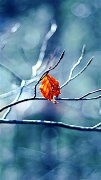 Before Winter Begins wallpaper