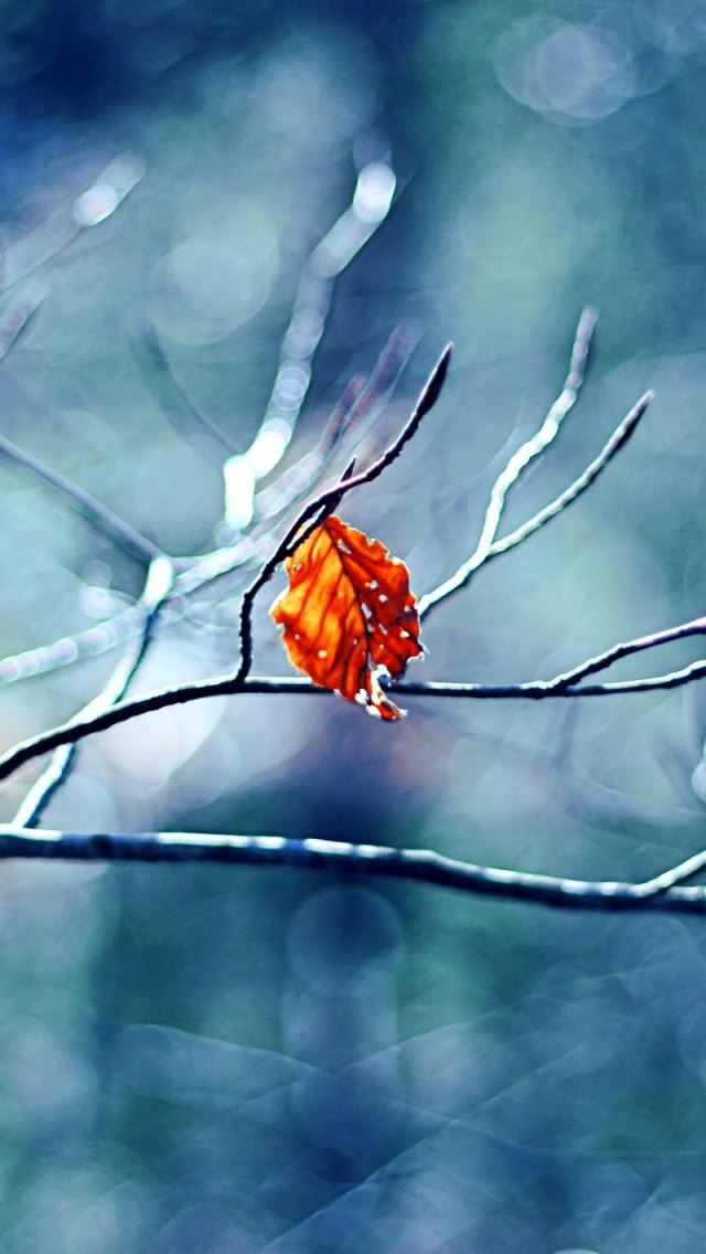 640x1136 Before Winter Begins - branch iPhone Wallpaper
