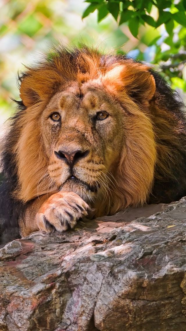 640x1136 Lion 6 -  iPhone Wallpaper