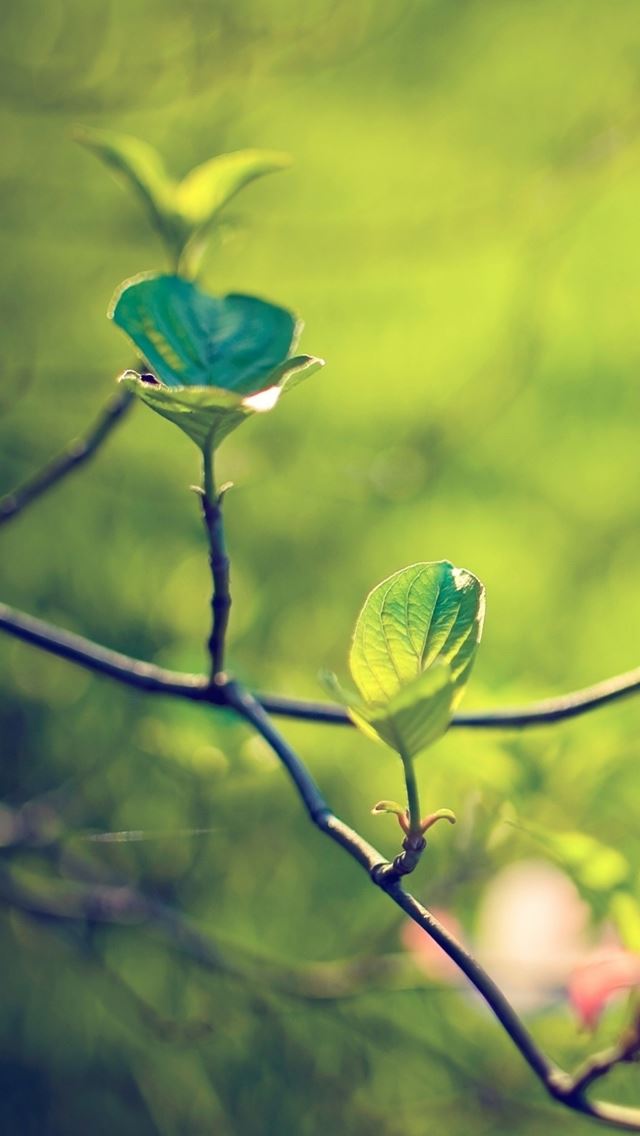 640x1136 Dogwood tree - leaves iPhone Wallpaper