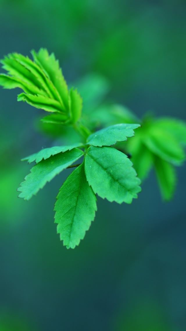 640x1136 Green Spring Leaves - spring iPhone Wallpaper
