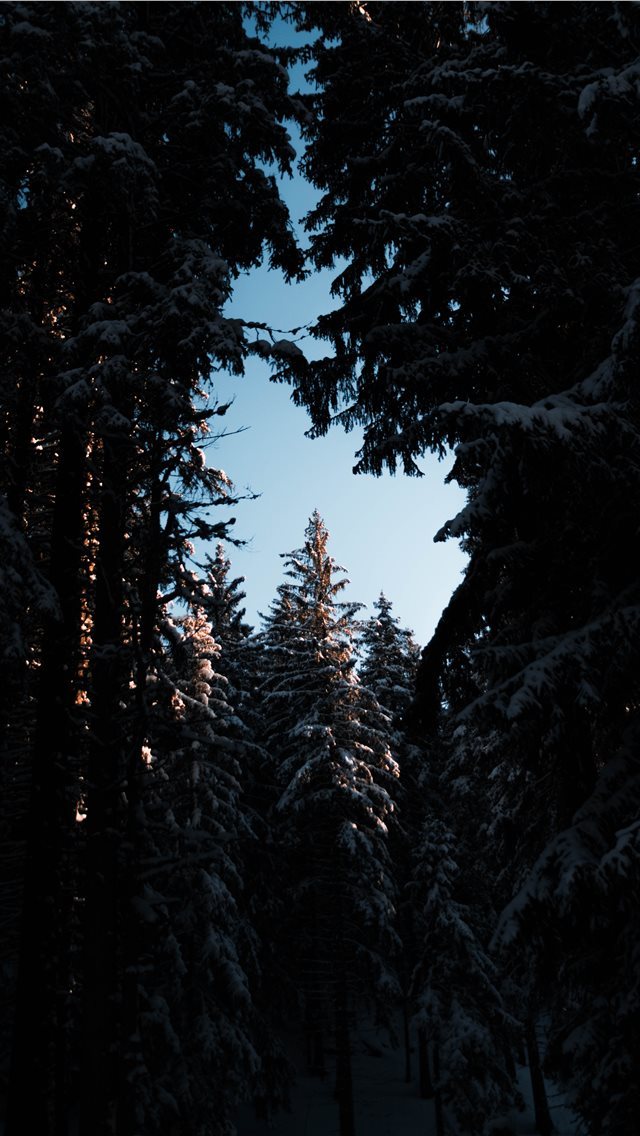640x1136 Sunset trough the forest - fir iPhone Wallpaper